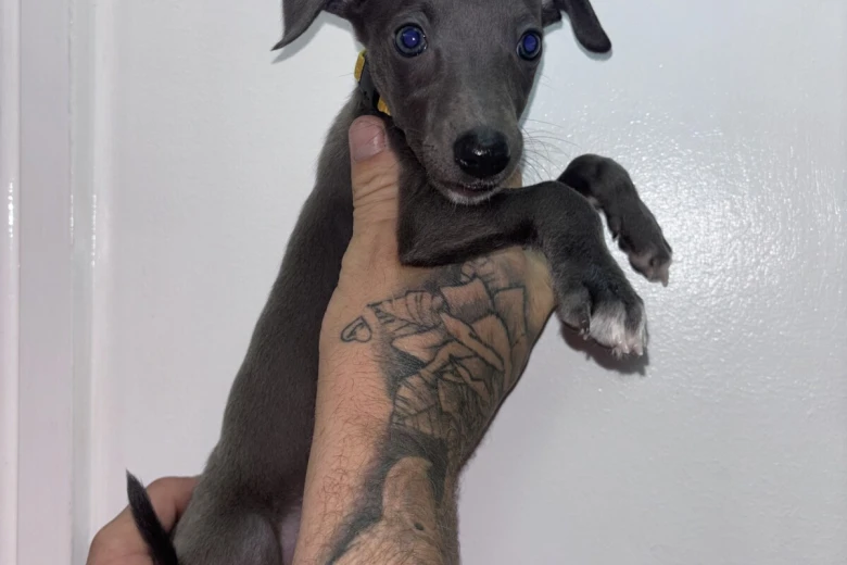 Whippet