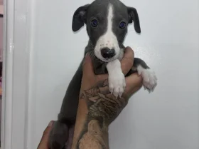 Whippet