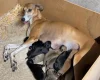 Lurcher