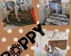 Whippet