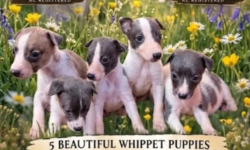 Whippet