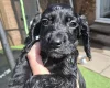 Cocker Spaniel (Working)