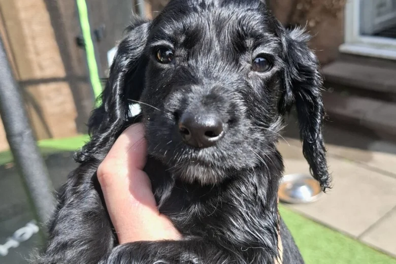 Cocker Spaniel (Working)