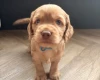 Cocker Spaniel (Working)