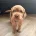 Cocker Spaniel (Working)