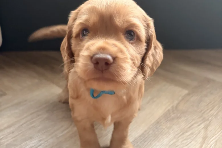 Cocker Spaniel (Working)