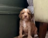 Cocker Spaniel (Working)