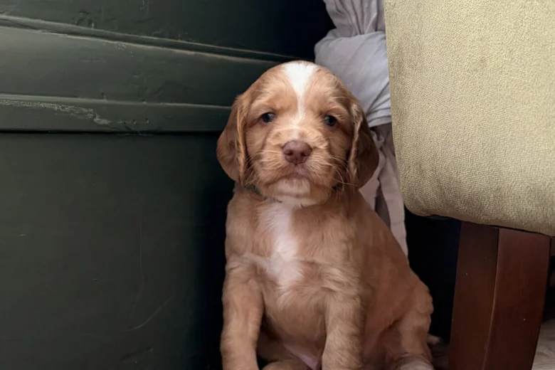Cocker Spaniel (Working)