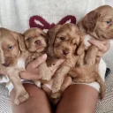 Cocker Spaniel (Working)