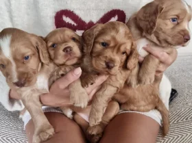 Cocker Spaniel (Working)