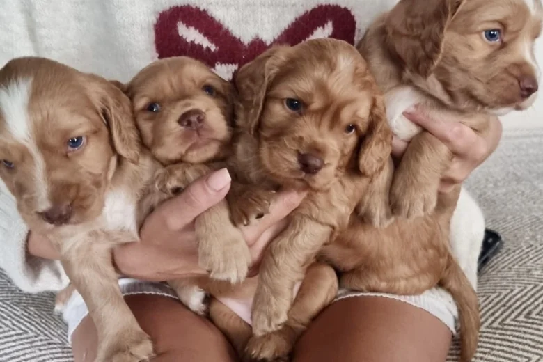 Cocker Spaniel (Working)
