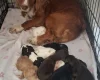 Cocker Spaniel (Working)