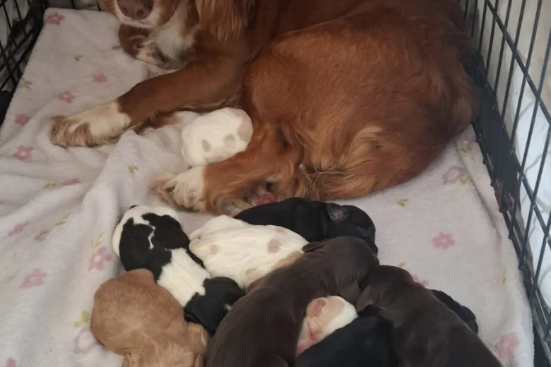 Cocker Spaniel (Working)