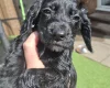 Cocker Spaniel (Working)
