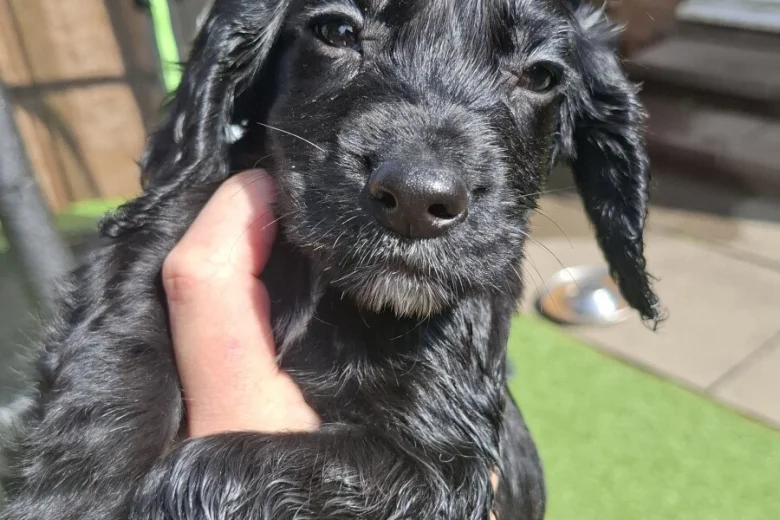 Cocker Spaniel (Working)