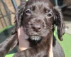 Cocker Spaniel (Working)