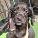 Cocker Spaniel (Working)