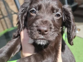 Cocker Spaniel (Working)