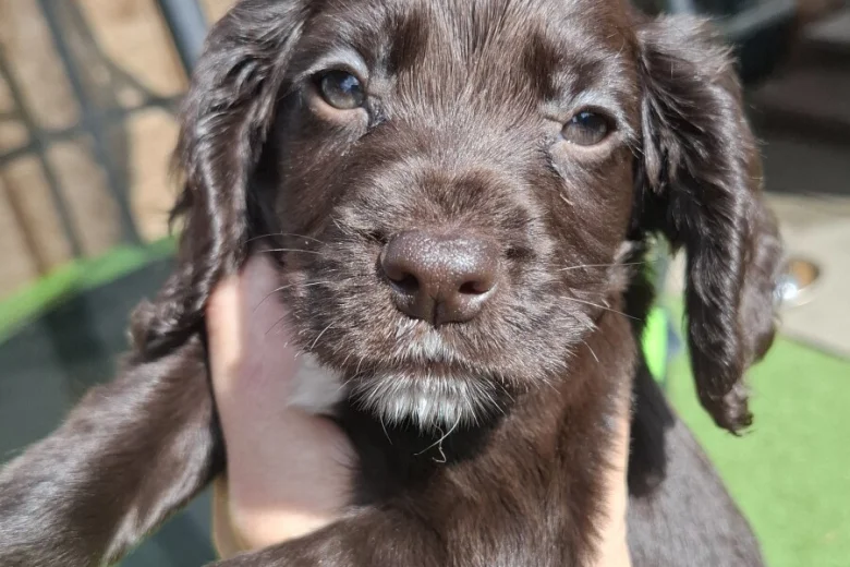 Cocker Spaniel (Working)