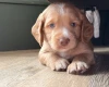 Cocker Spaniel (Working)