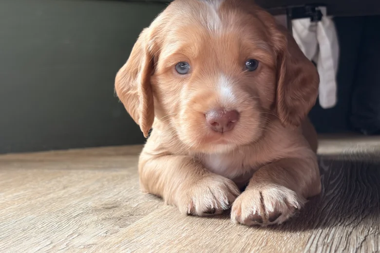 Cocker Spaniel (Working)