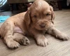 Cocker Spaniel (Working)