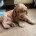 Cocker Spaniel (Working)