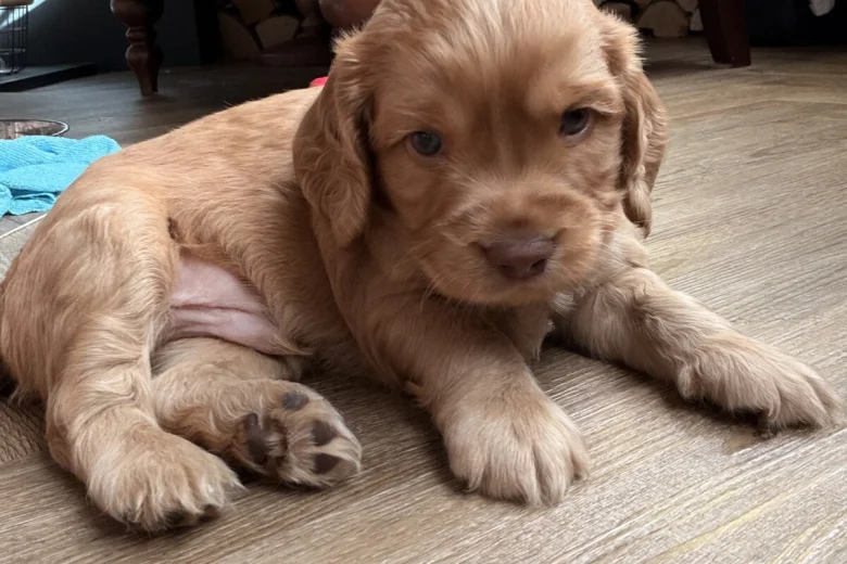Cocker Spaniel (Working)