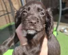 Cocker Spaniel (Working)