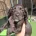 Cocker Spaniel (Working)