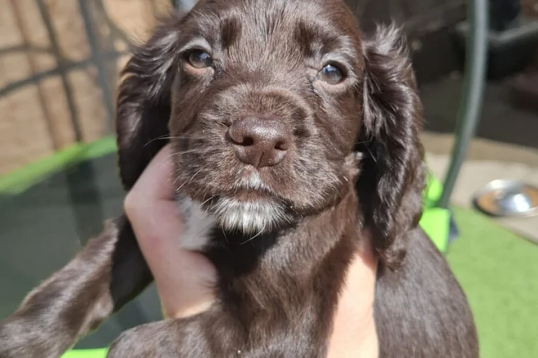 Cocker Spaniel (Working)