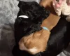 Cocker Spaniel (Working)