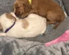 Cocker Spaniel (Working)