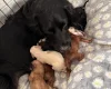 Cocker Spaniel (Working)