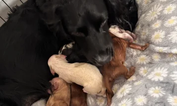 Cocker Spaniel (Working)
