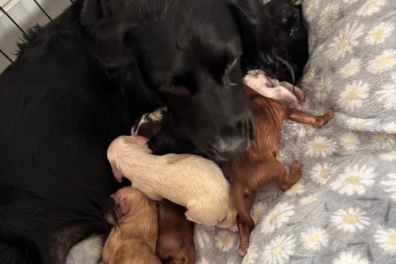 Cocker Spaniel (Working)