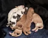 Cocker Spaniel (Working)