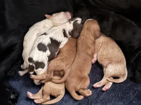 Cocker Spaniel (Working)