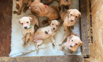 Labrador Retriever