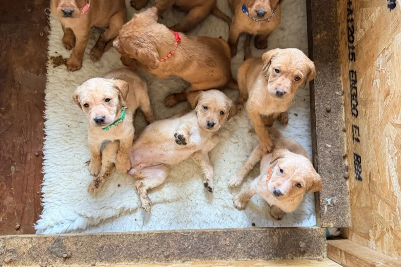 Labrador Retriever