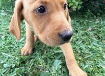 Puppy 8