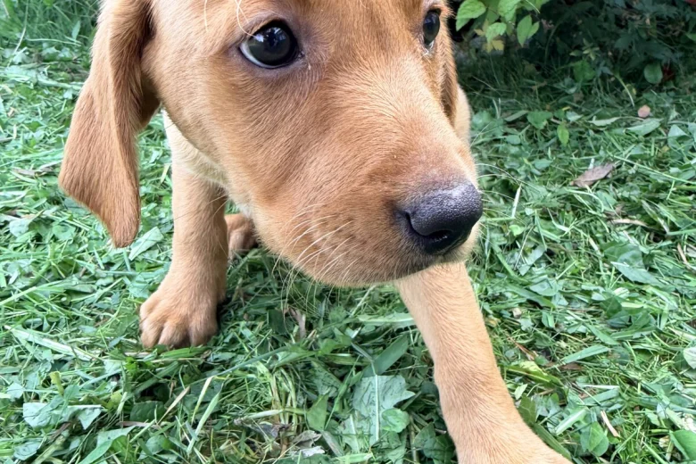 Labrador Retriever