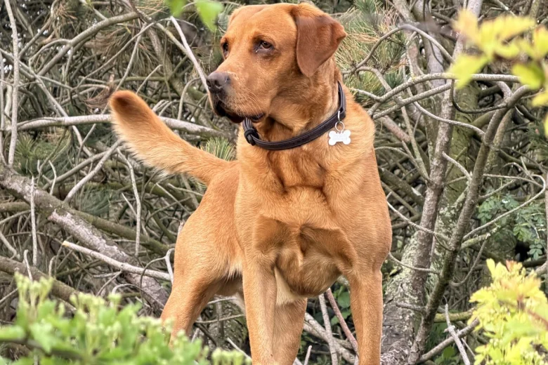 Labrador Retriever