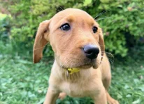 Puppy 3