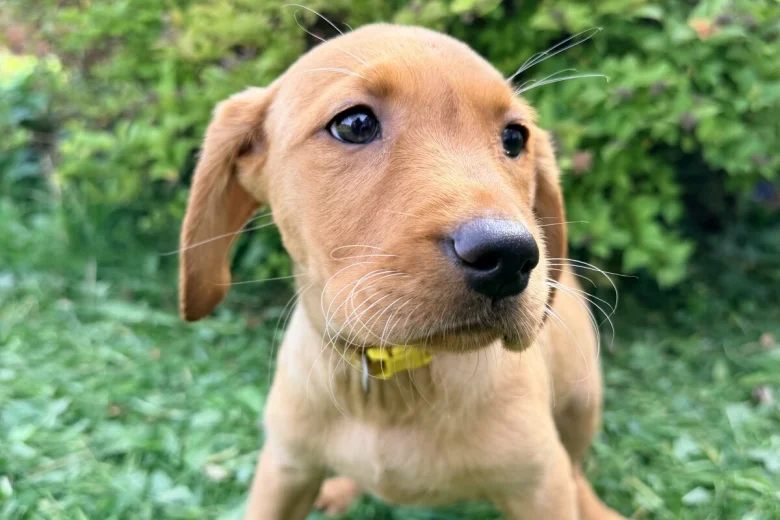 Labrador Retriever
