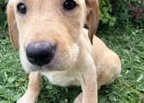 Puppy 4