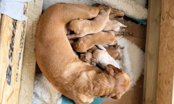 Labrador Retriever