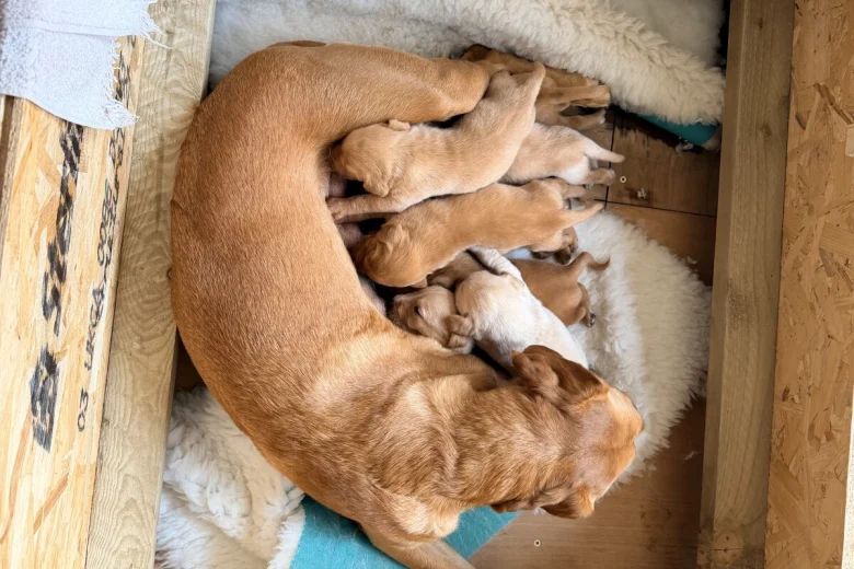 Labrador Retriever