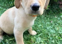 Puppy 2