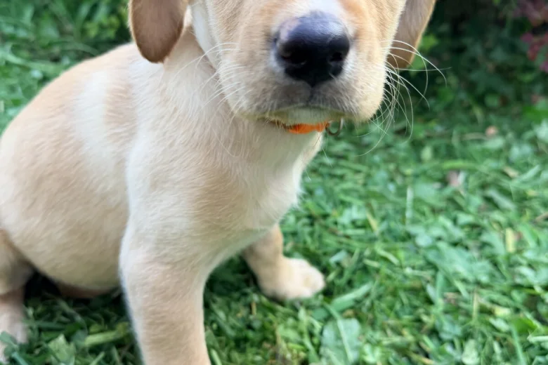 Labrador Retriever